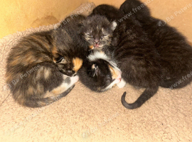 Gorgeous Calico Kittens