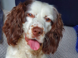 Cocker spaniel puppies