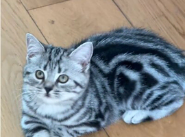 Stunning British Shorthair Kittens &ndash; Fully Vaccinated & Ready Now