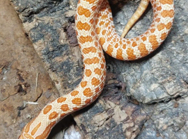 Red Albino Western Hognose at Birmingham Reptiles