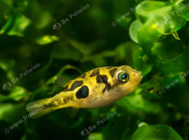 Pea puffers 4