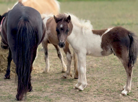 Handsome Pure Falabella Colt