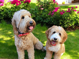 Australian double doodles for sale