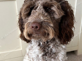 Stunning Cockapoo Dog