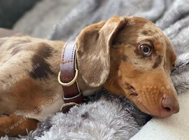Beautiful harlequin dapple boy Charlie Chaplin blood line miniature dachshund stud