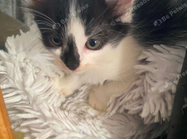 Beautiful kitten