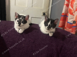 Cute furry kittens