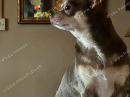 Pedigree reg