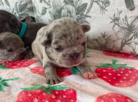 Puppy's for sale