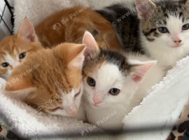 Beautiful mixed litter