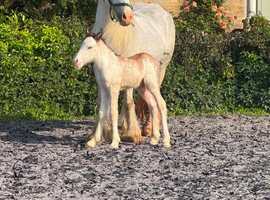 Two project mares 13.1/2