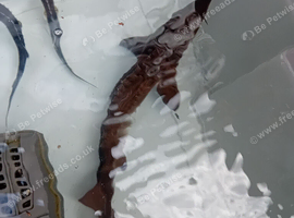 Sturgeon