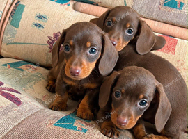 Mini dachshund puppies
