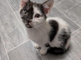 Kittens for sale 10 weeks old