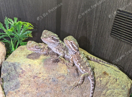 Baby Rankin's Dragons with kinked tails (bearded dragon cousin)