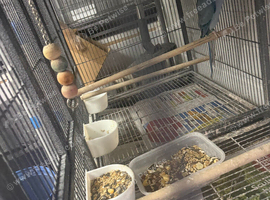 2026 dna male ringneck blue Opaline colour