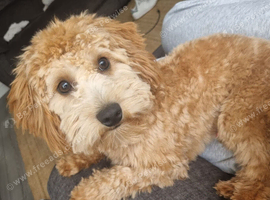1yr old Male Cavapoo