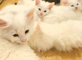 Turkish angora kittens