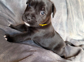Patterjack pups