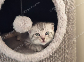 Two adorable Scottish fold kittens