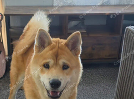 Chow chow Cross female