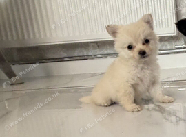 Micro teacup Pomeranian and chihuahua mix