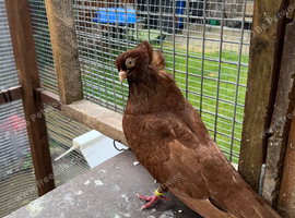 Fancy pigeons for sale feleghazers