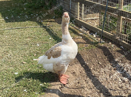 Buff back geese