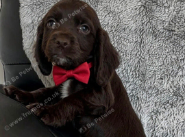 cocker spaniel puppies chocolate&tan