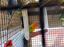 Breeding pairs lovebirds