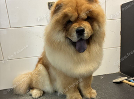 Kc registered chow chow