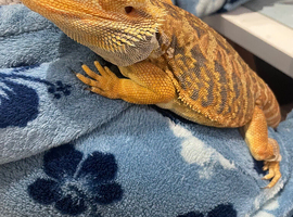 Bearded dragon and full set up