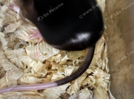 Male pet mice