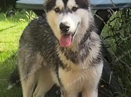 11 months old male Siberian Husky