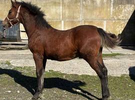 SMART SECTION C COLT FOAL