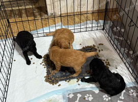 Mini labradoodle x 2 boys