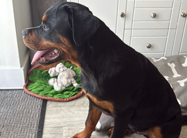 6 month old Rottweiler