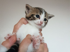 4‑week‑old female kitten ready to reserve