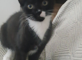 Kitten