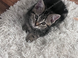 Kittens