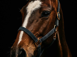 Talented 16.1 gelding