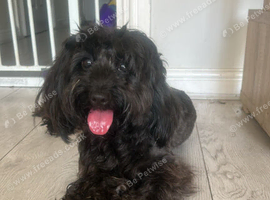 Black cockapoo