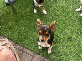 2 girls 2 boys 12 weeks old first jabs wormed