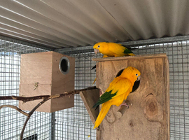Very Rare Queen of Bolivia /Golden Conures