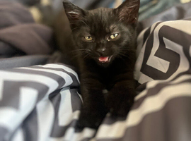 10 week old kitten