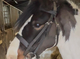 Pony club/ games/ hunt pony 12.2hh mare 8 yrs
