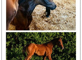 Top Middleweight Partbred  ID Hunter Foal