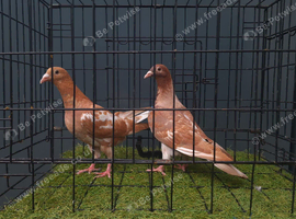 Muleman pigeon pair