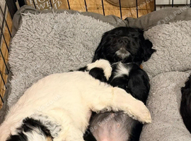 Cockapoo Puppies