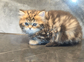 Wee Wonders seek new mum and dad - RESERVED